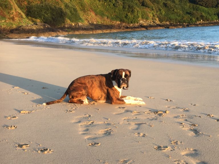 cornwall-dog-friendly-beach-guide-2020