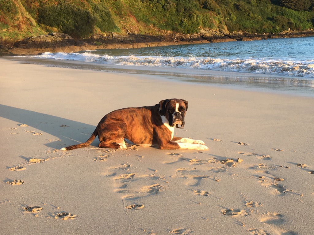 Cornwall Dog Friendly Beach Guide 2020